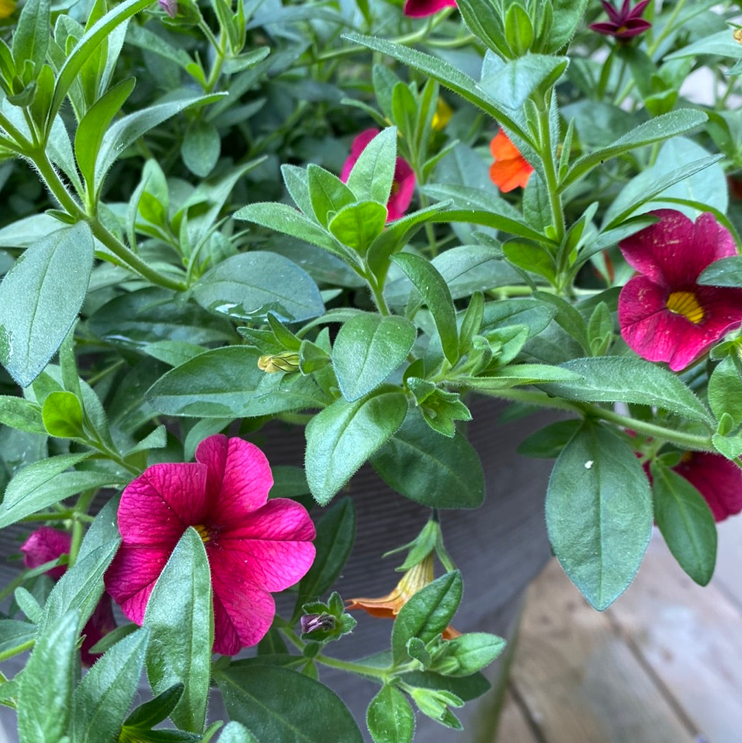 Mini petunia  -Calibrachoa