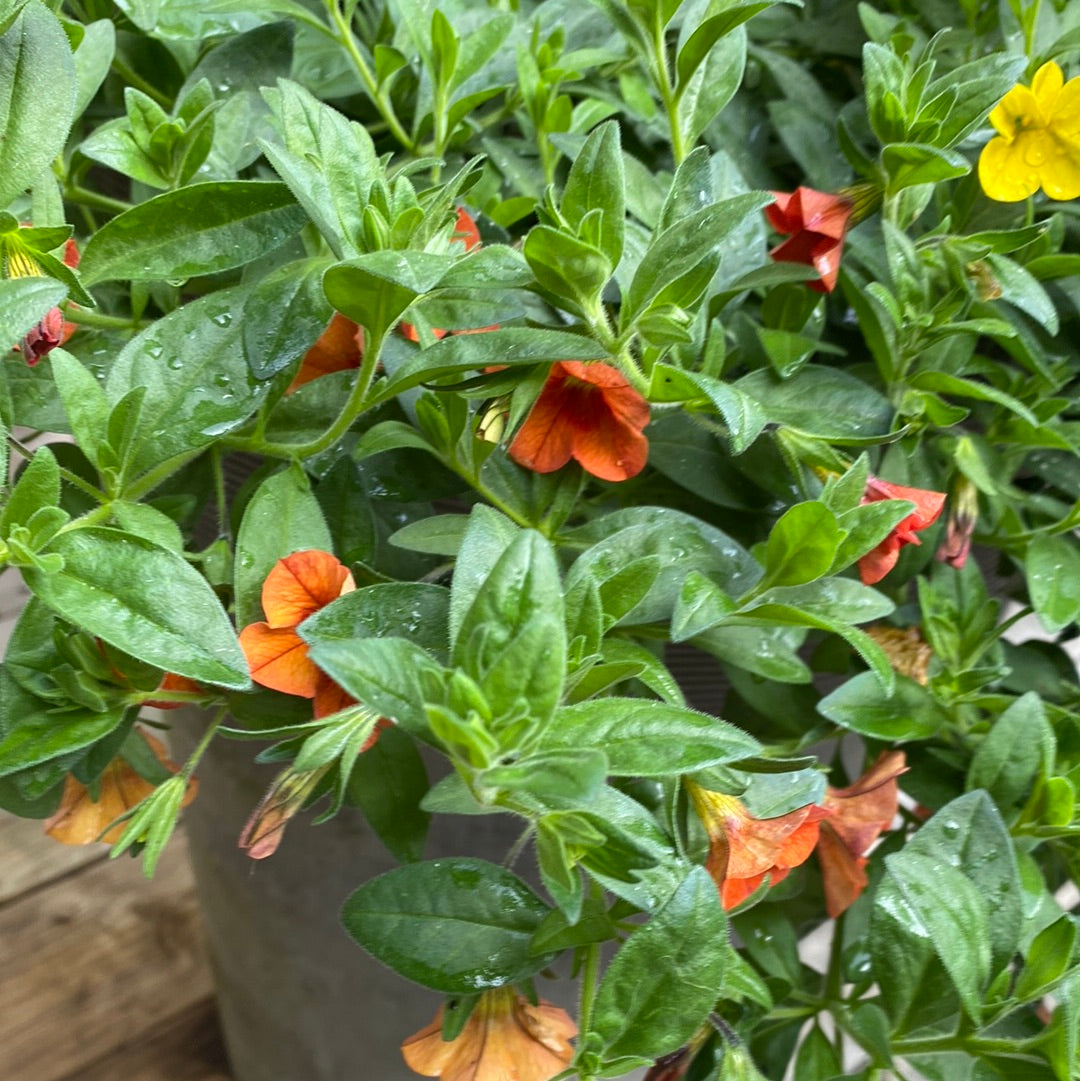 Mini petunia  -Calibrachoa