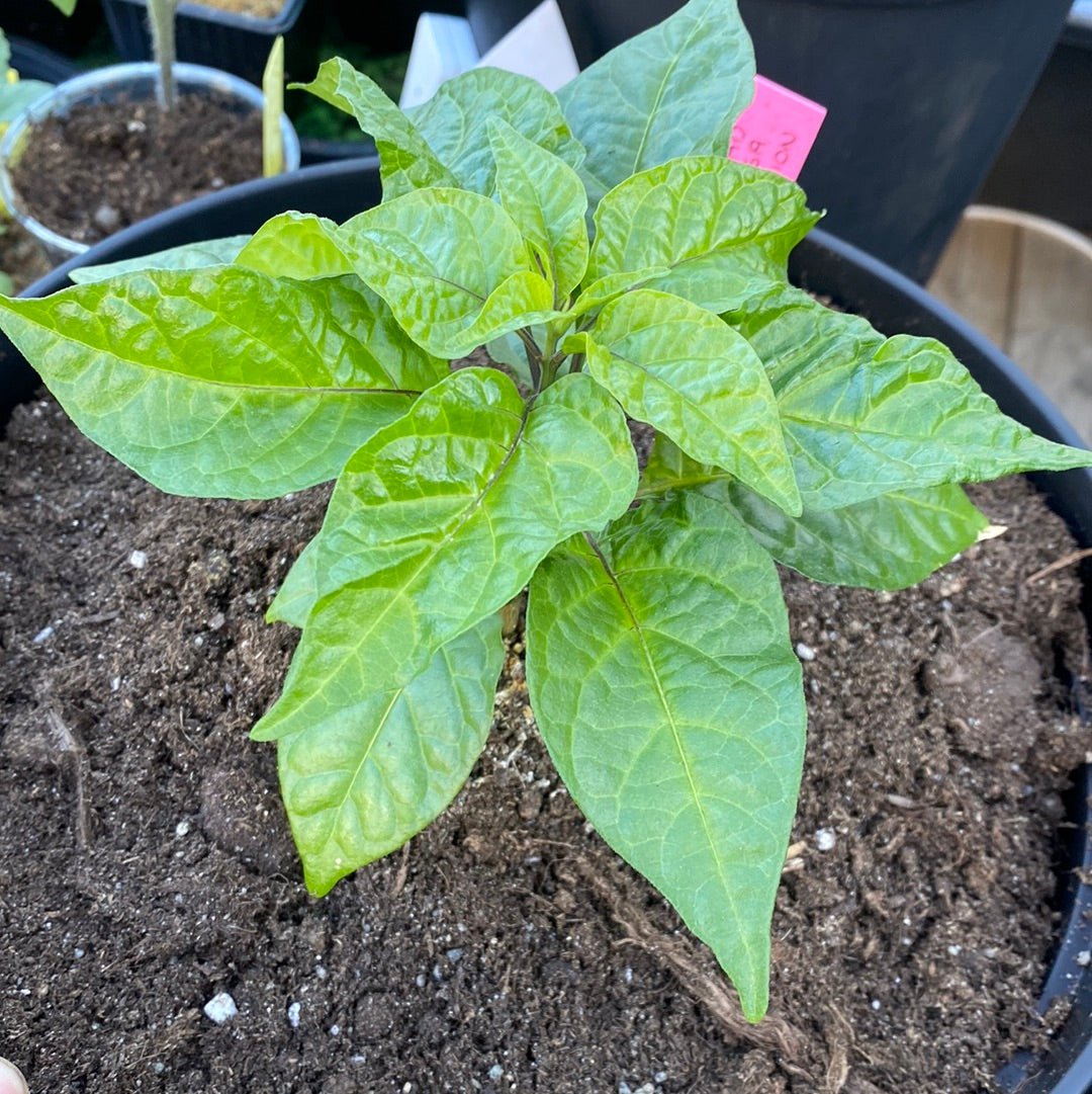 Trinidad moruga scorpion