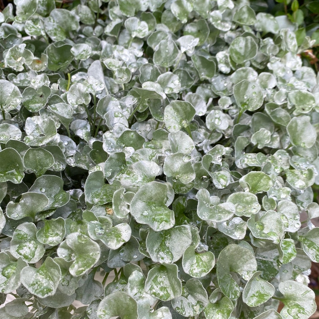 Dichondra «Silver Falls»