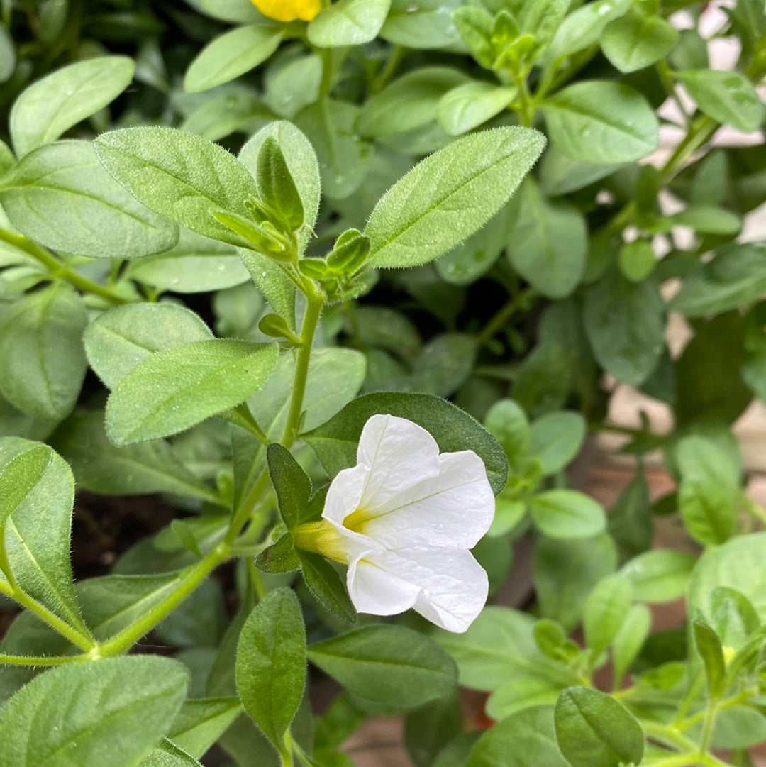 Mini petunia  -Calibrachoa