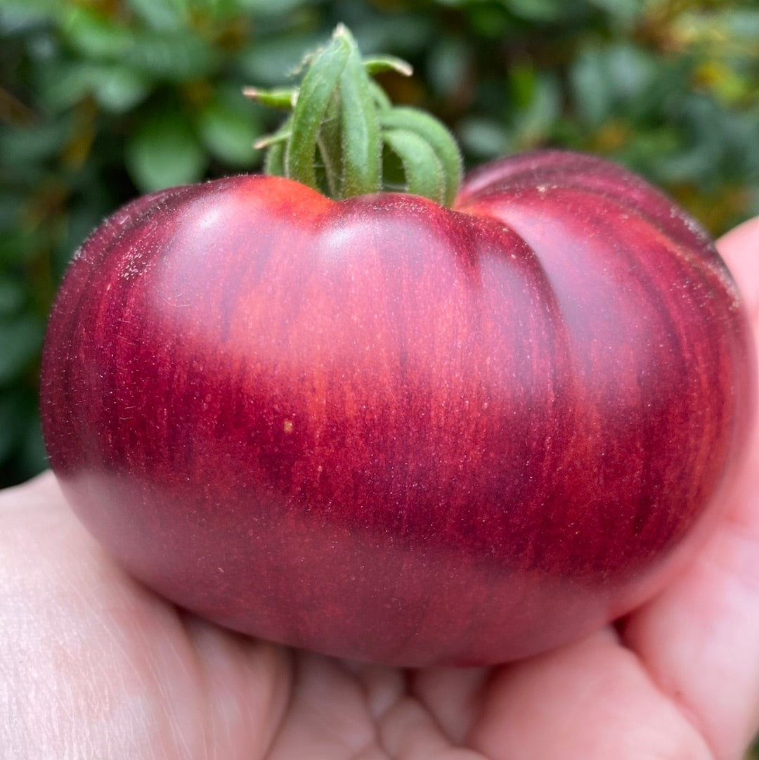 Red Beauty