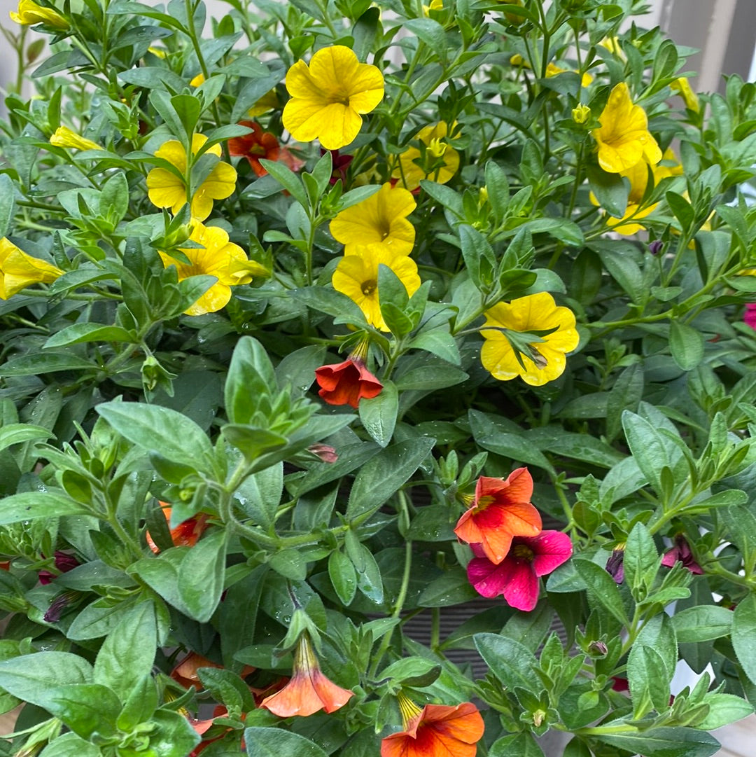 Mini petunia  -Calibrachoa