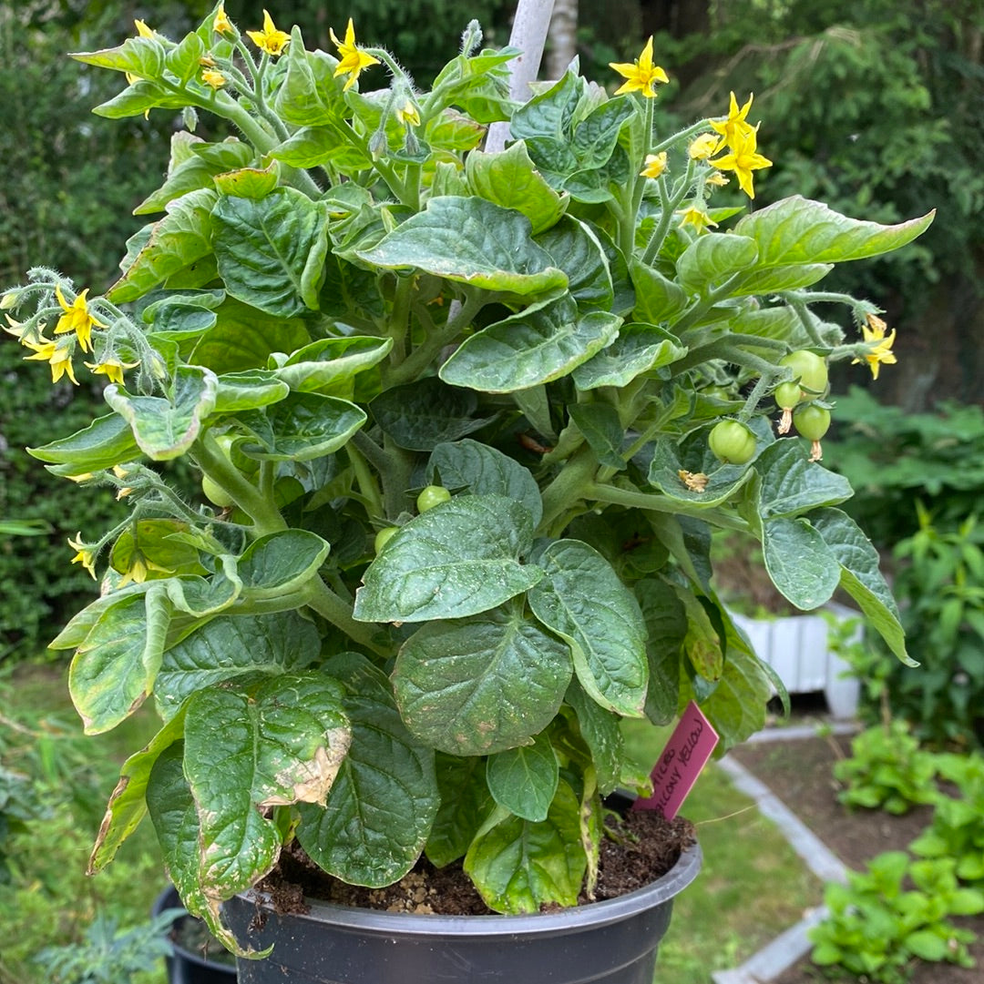 Balcony yellow, microbusk