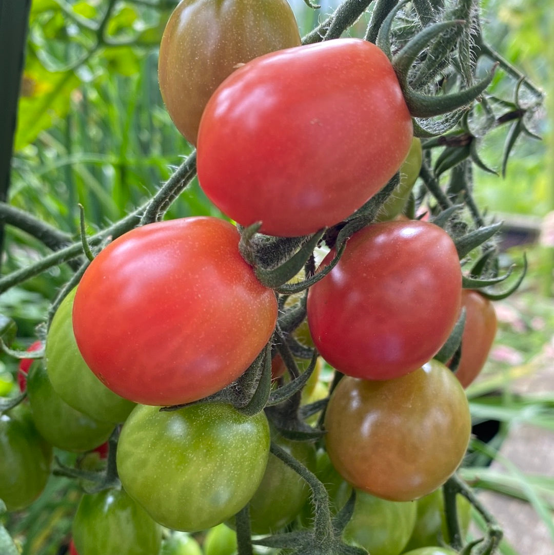 Pink Grape Cherry