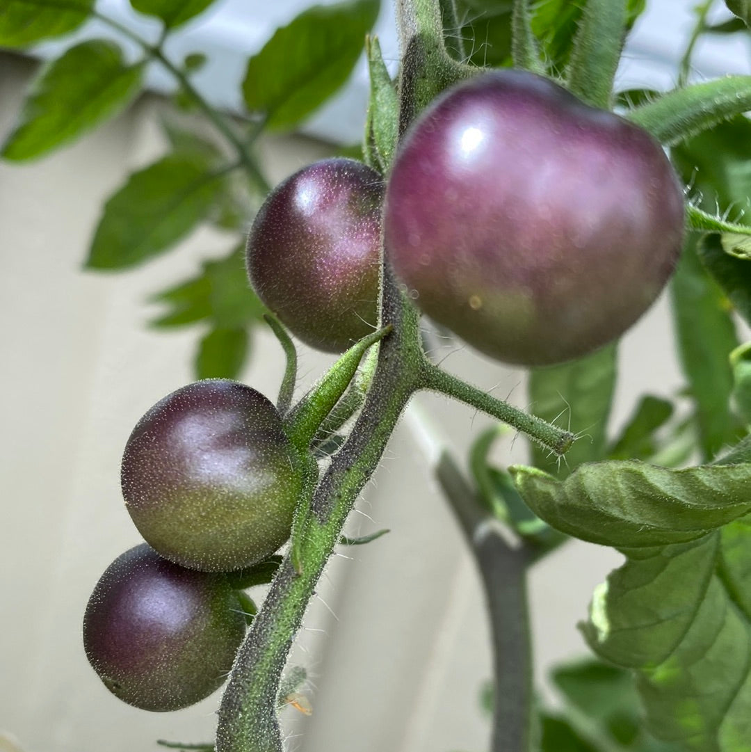 Lindhard's Lilac Jewel , Cherry