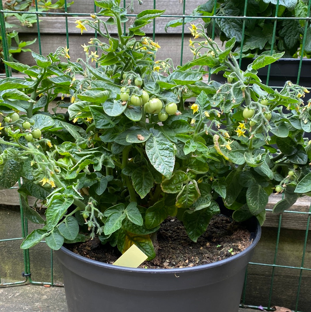 Venus microbusk tomat