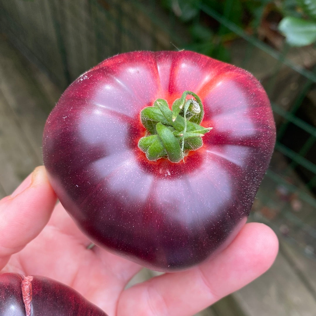 Red Beauty