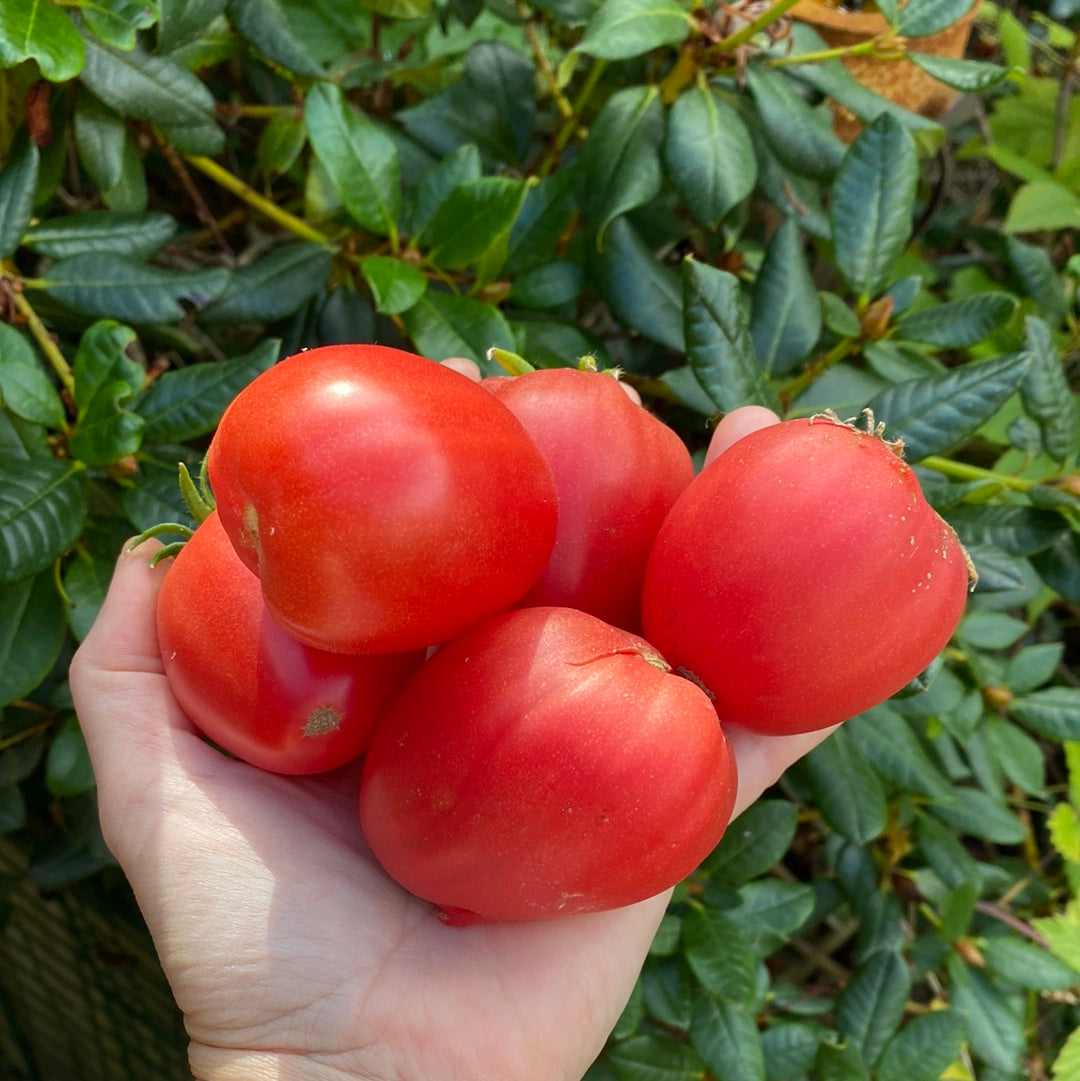 Coeur De Boeuf (oxheart)