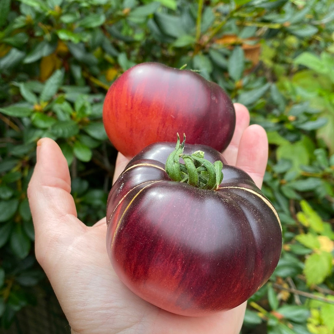 Red Beauty