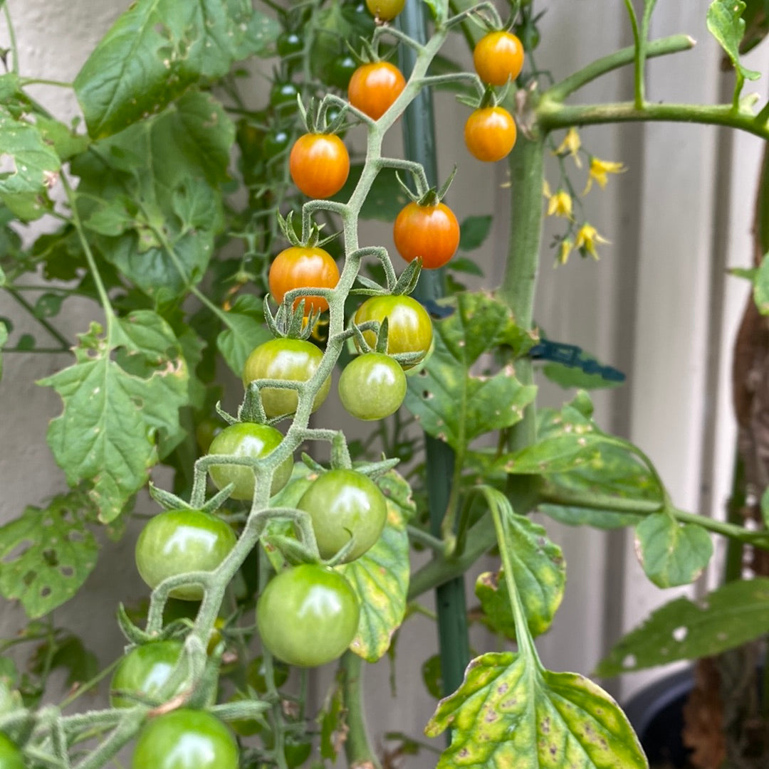 Currant Sweet Pea