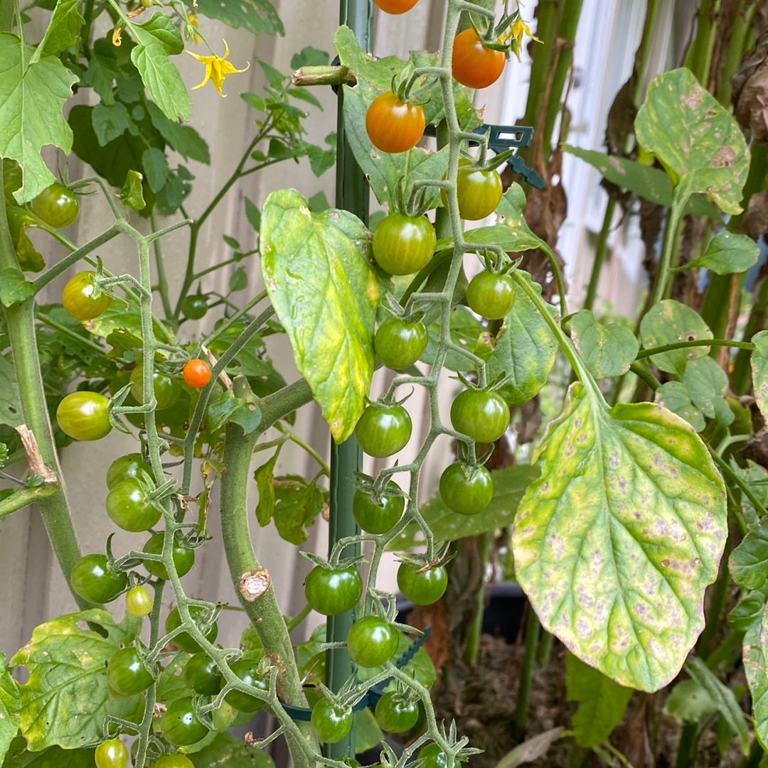 Currant Sweet Pea