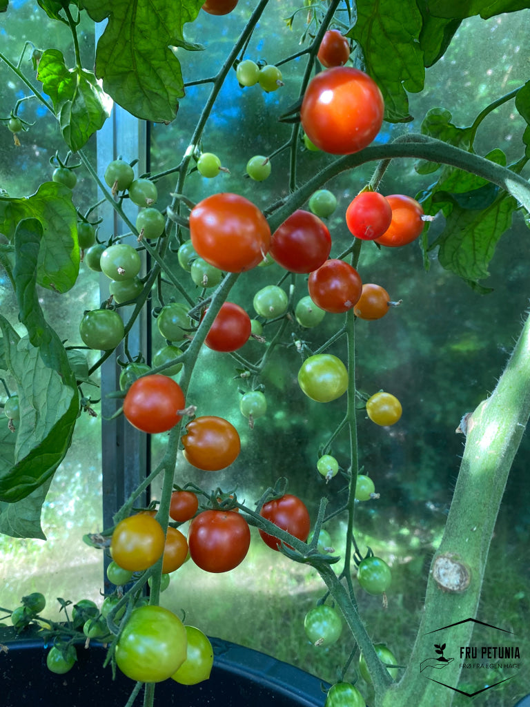 Iva`s red berry cherrytomat