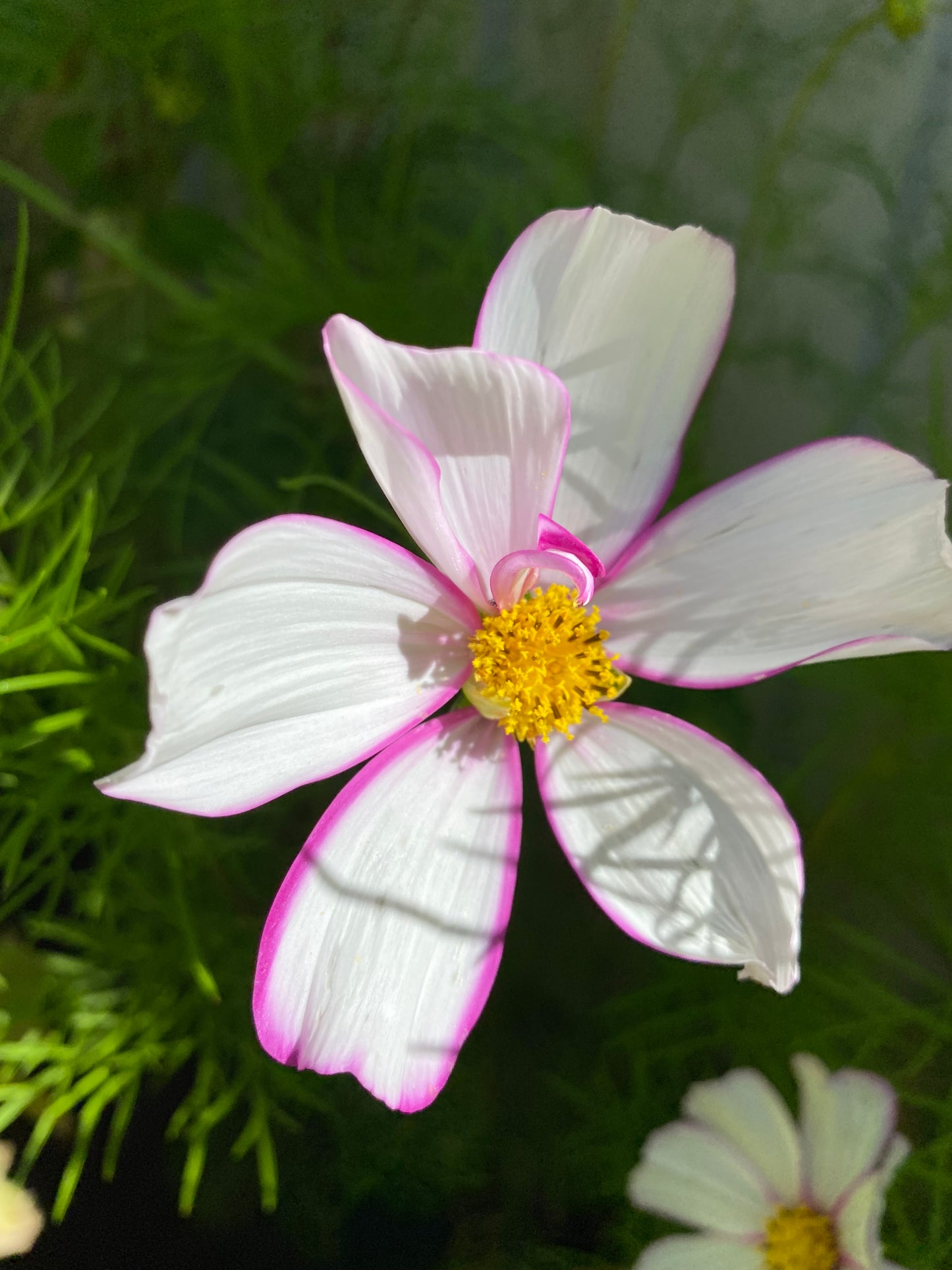Cosmos mix
