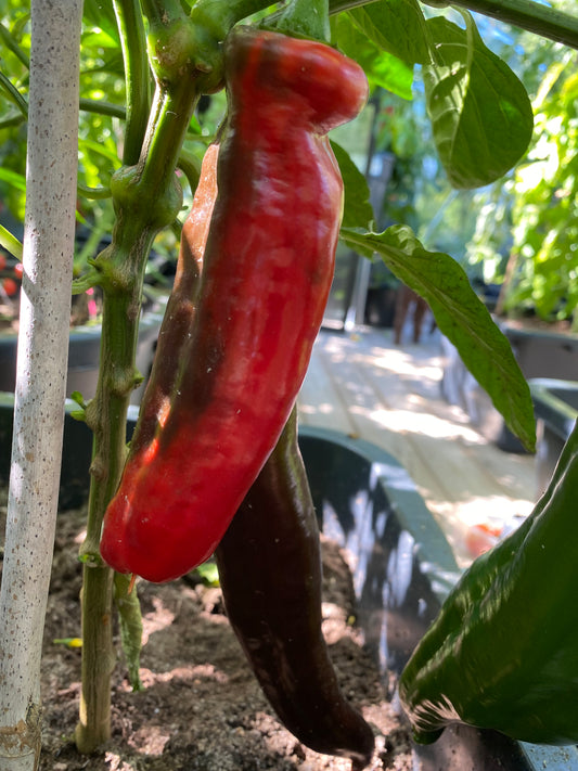 Paprika Marconi Rosso