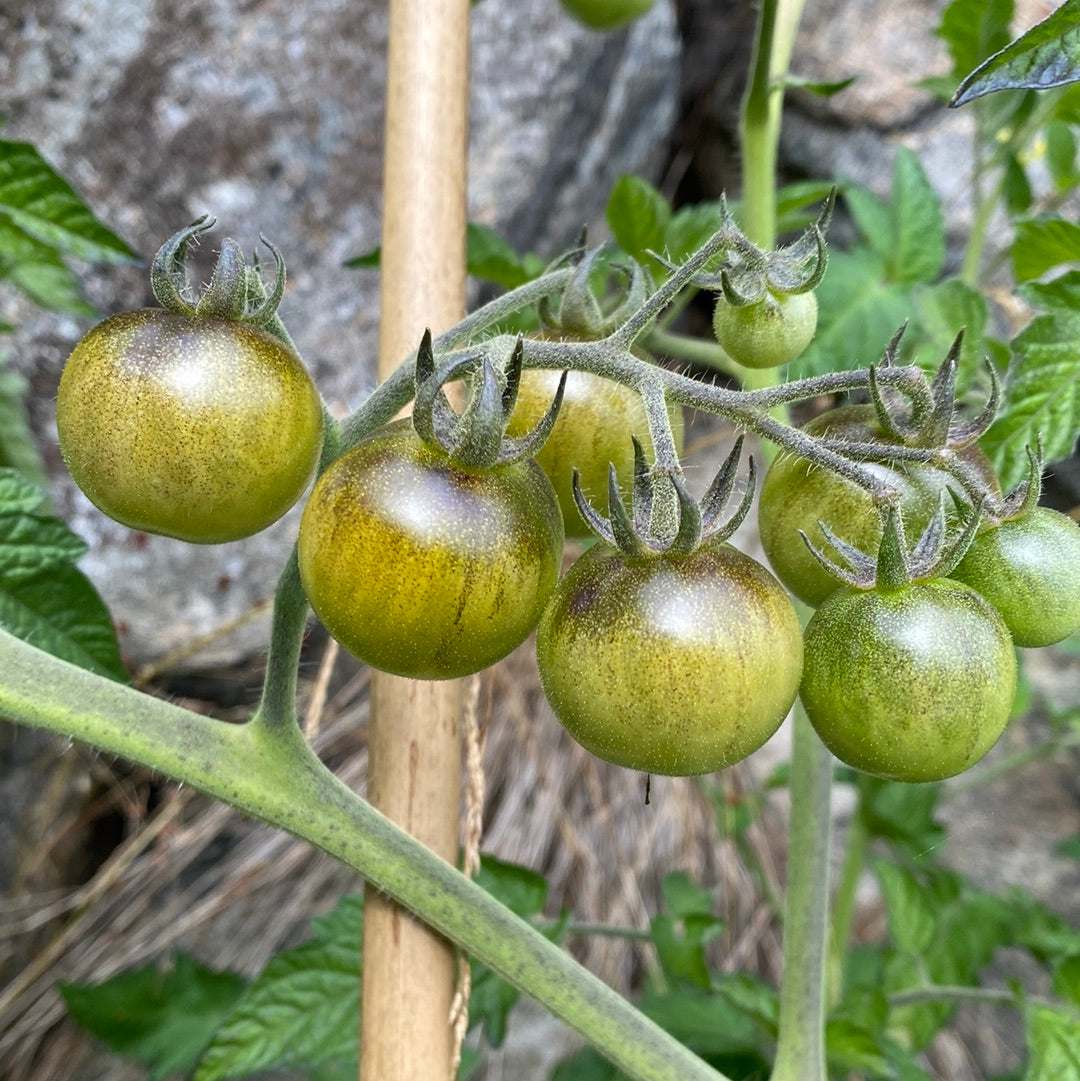 Green Krim Cherry tomat