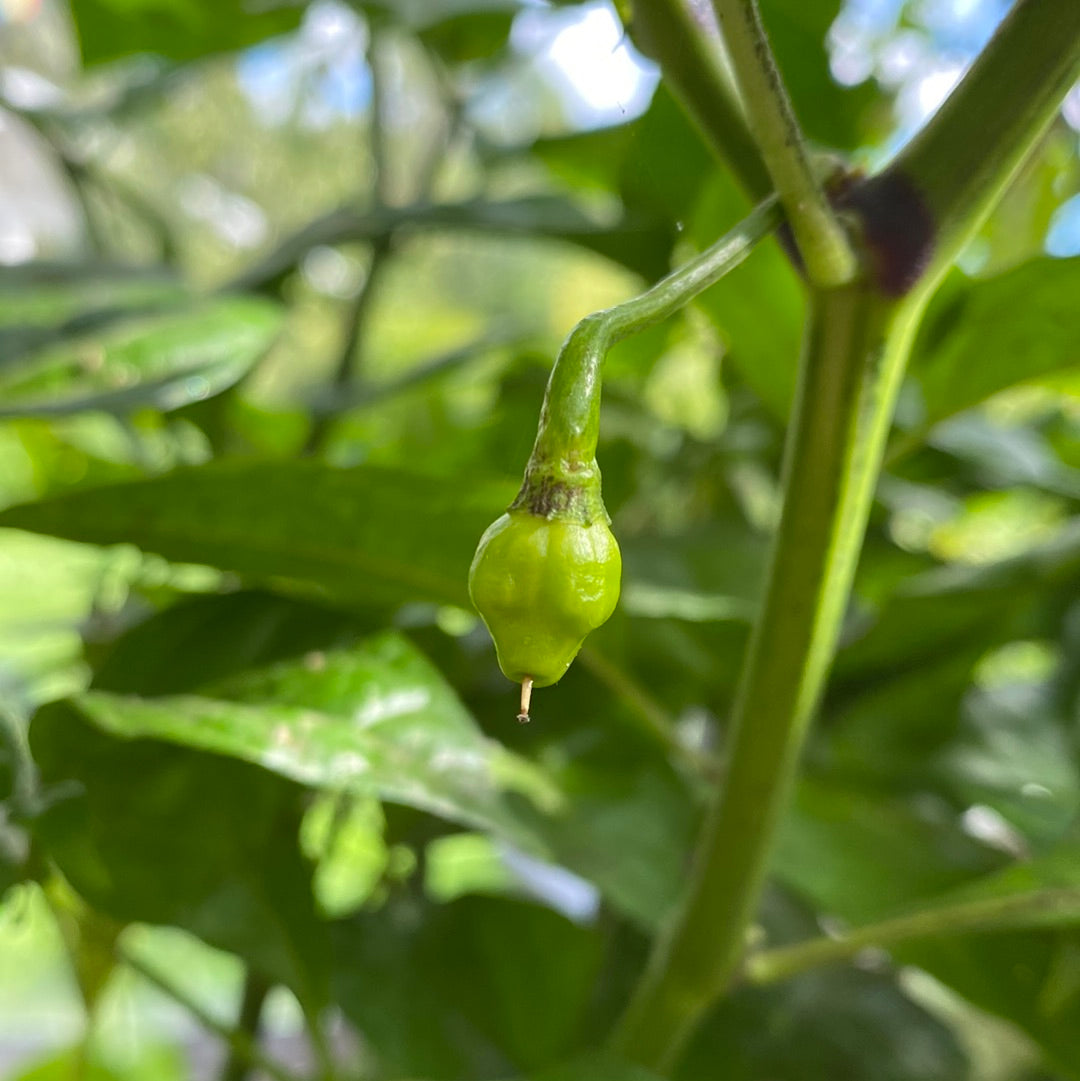 Trinidad moruga scorpion