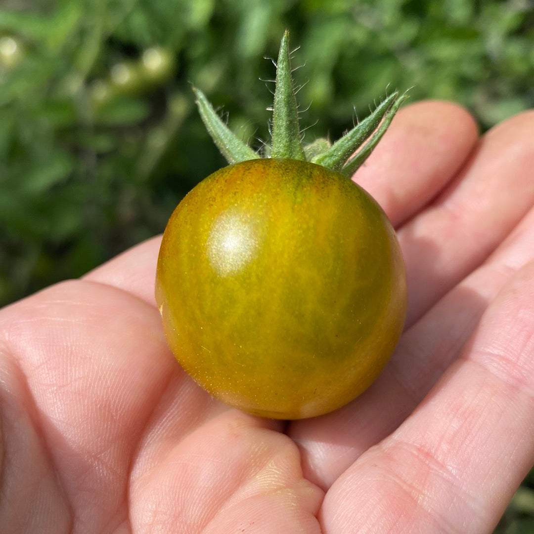 Green Krim Cherry tomat