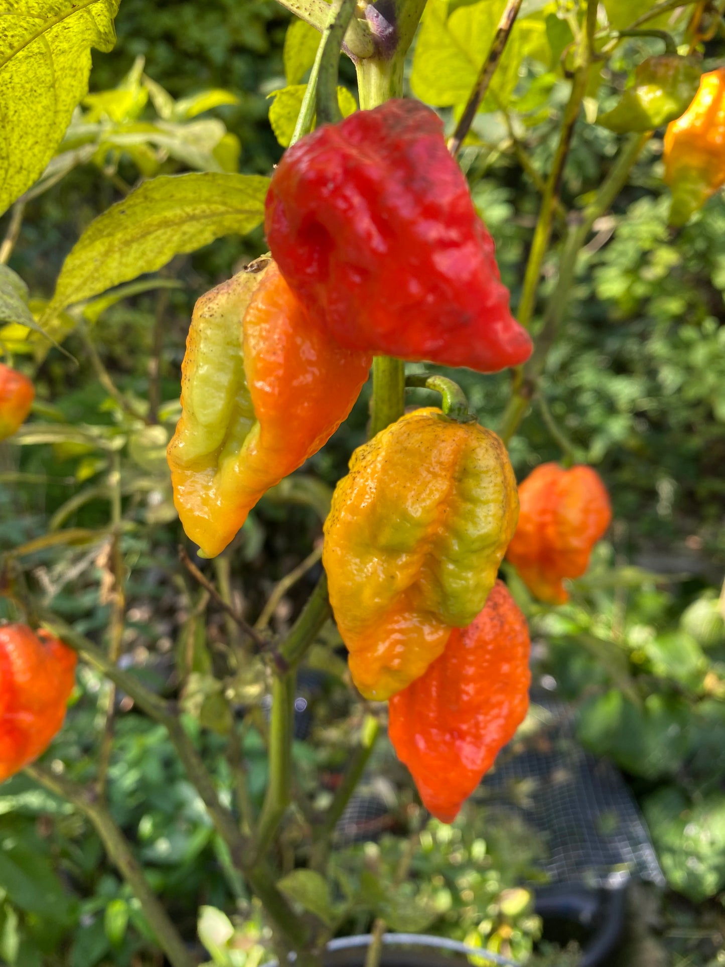 Trinidad moruga scorpion