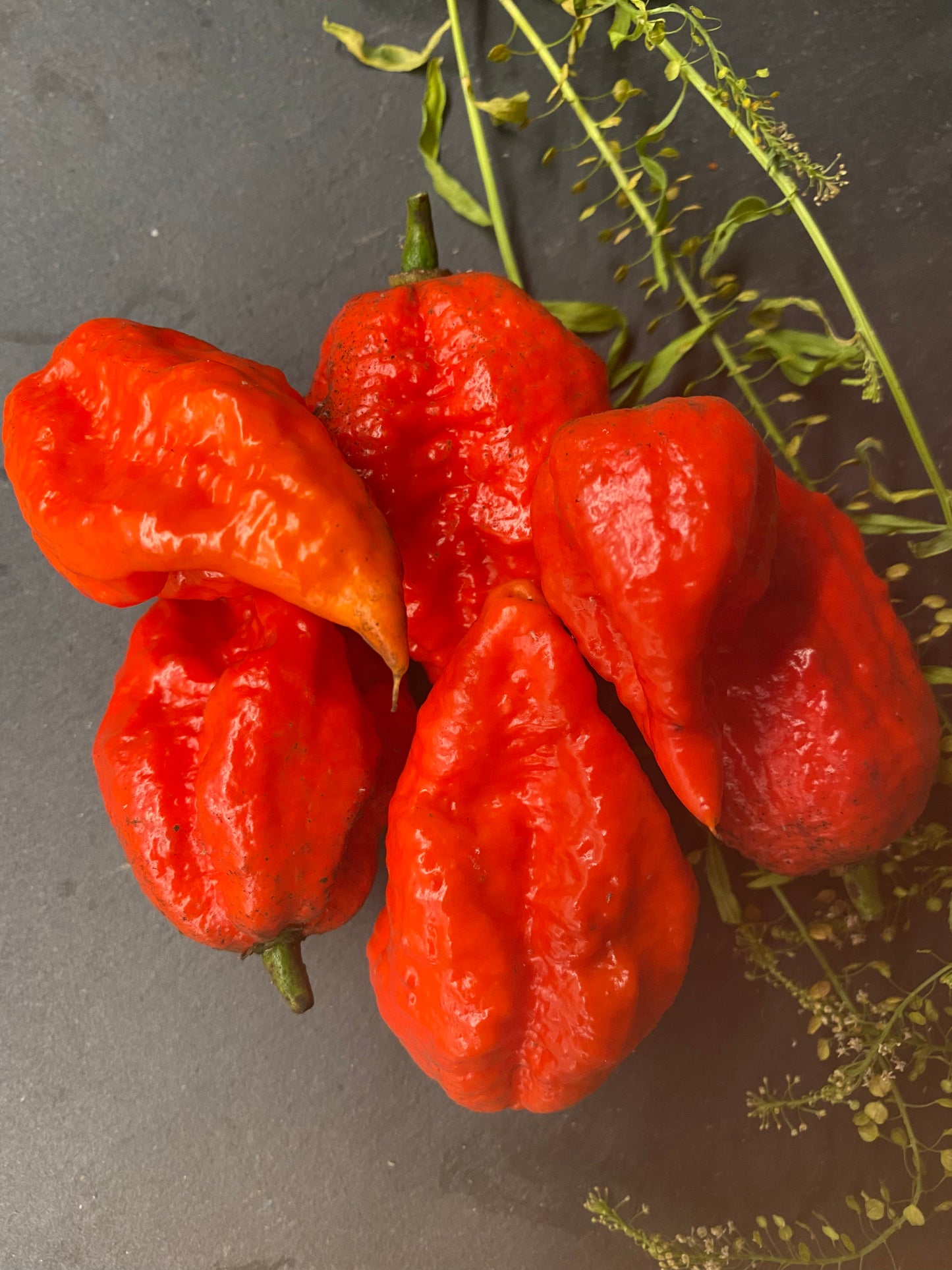 Trinidad moruga scorpion