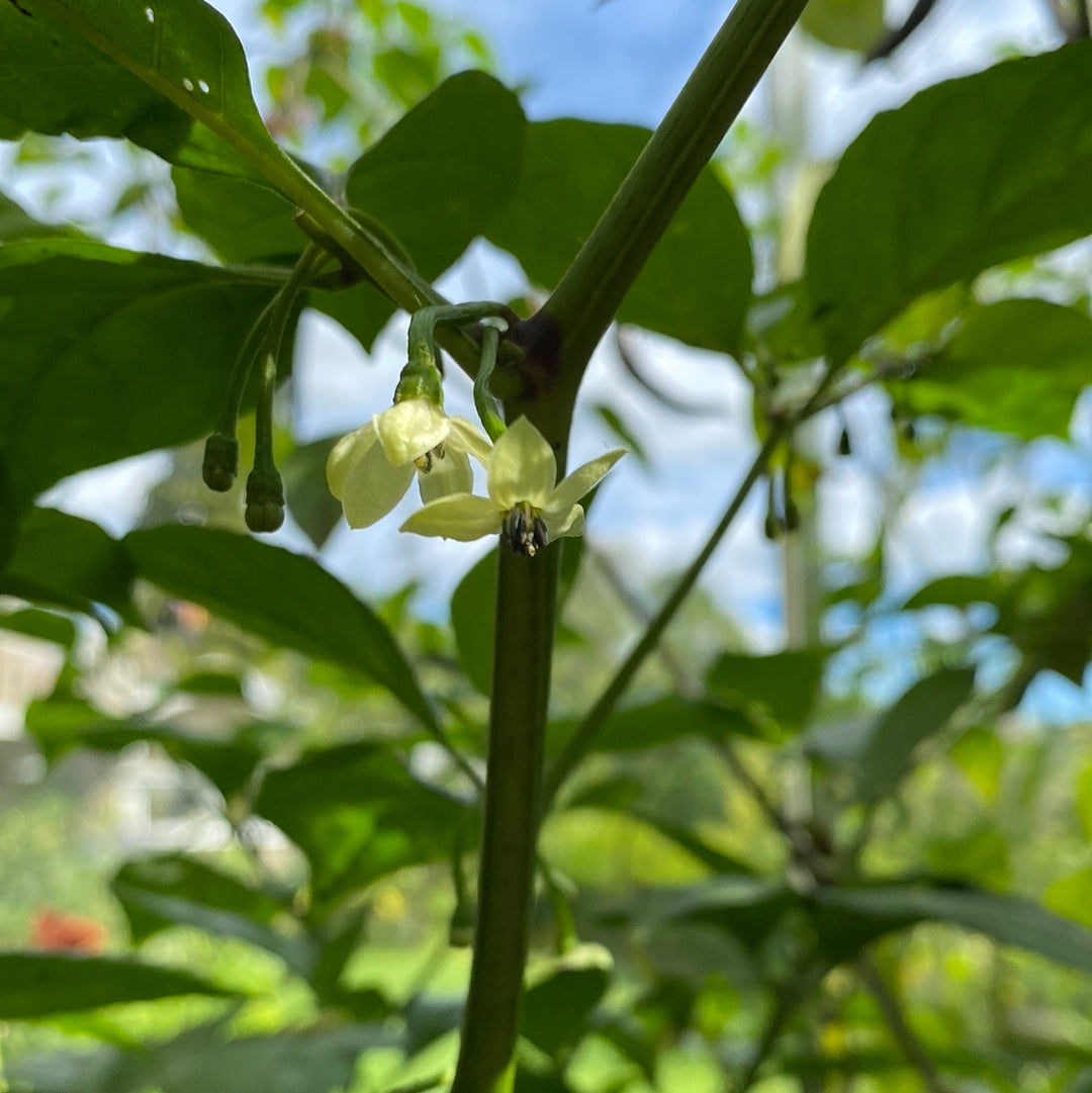 Trinidad moruga scorpion