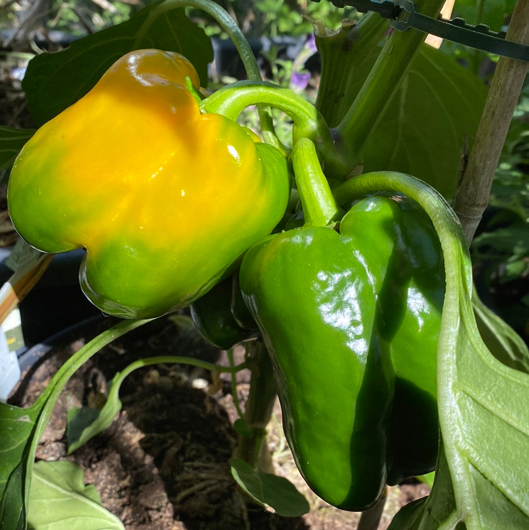 Paprika Yellow California Wonder