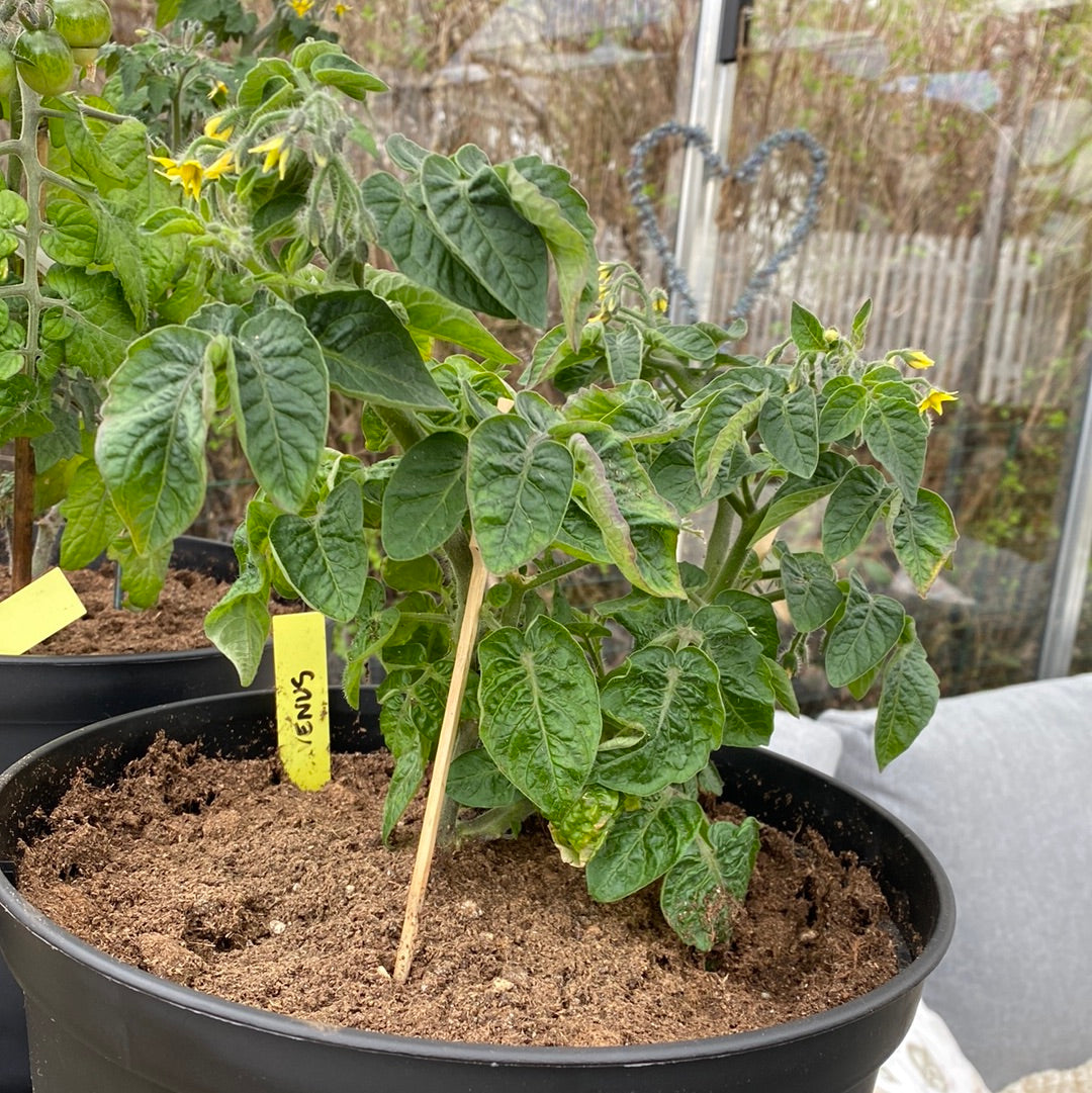 Venus microbusk tomat