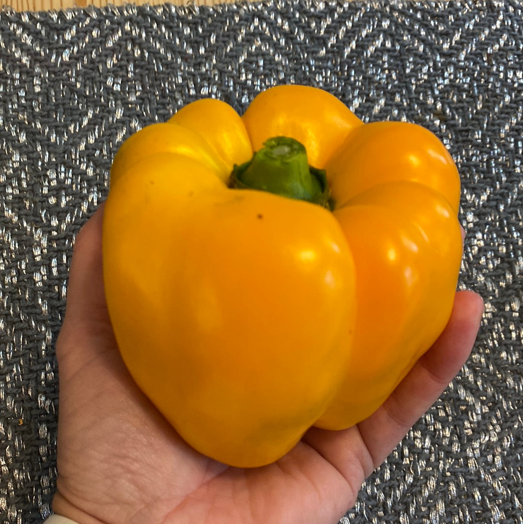 Paprika Yellow California Wonder