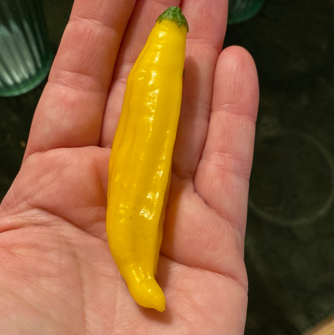 Hot Lemon chili