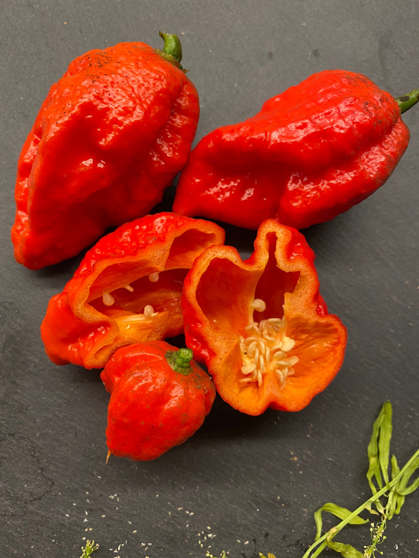 Trinidad moruga scorpion