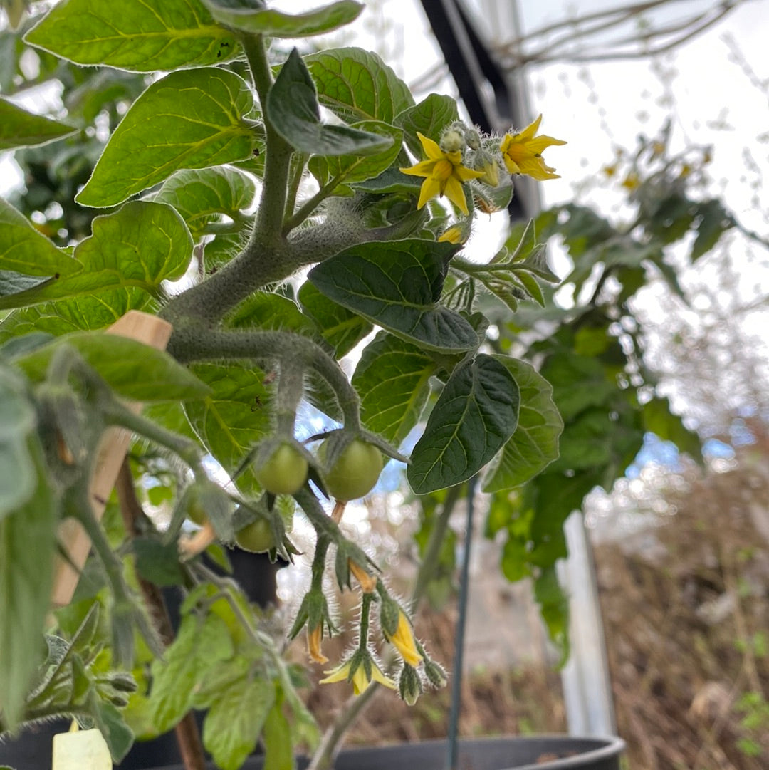 Venus microbusk tomat