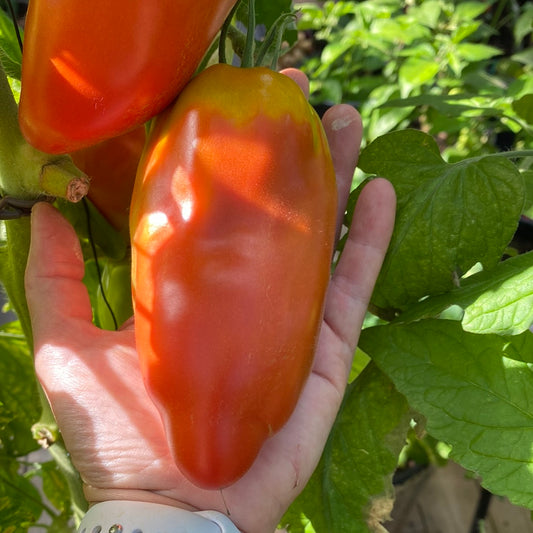 San Marzano Redorta saustomat