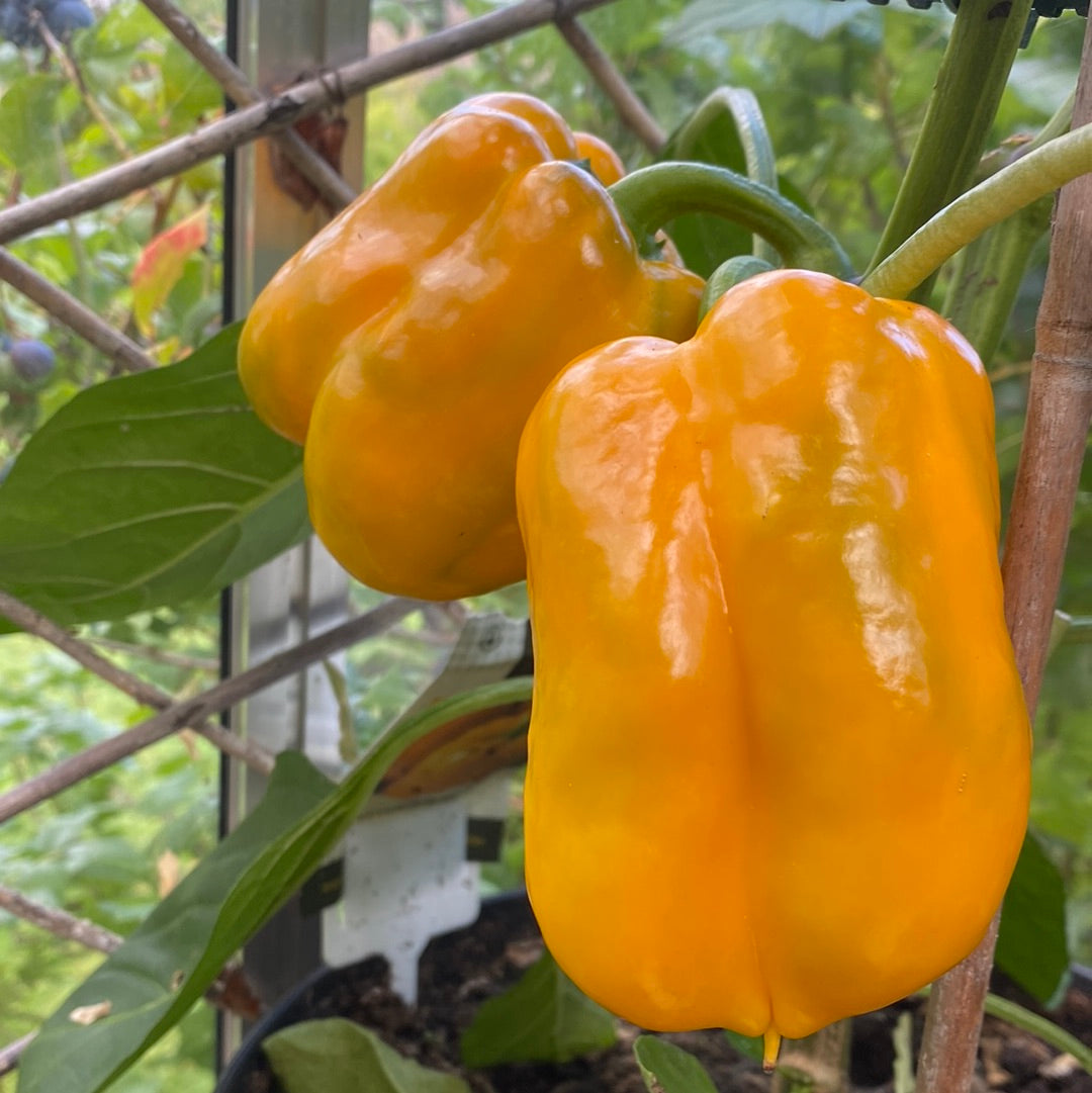 Paprika Yellow California Wonder