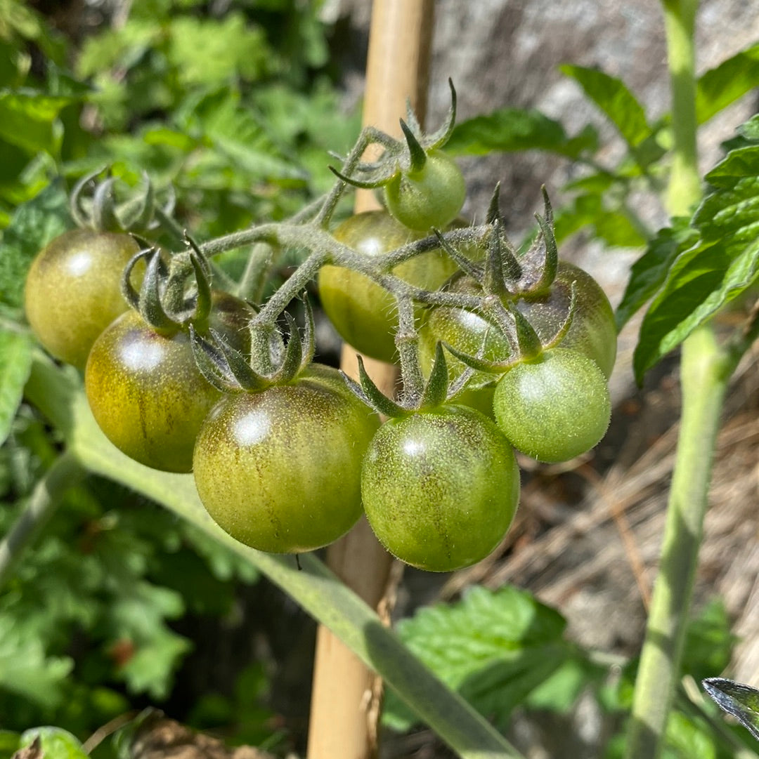 Green Krim Cherry tomat