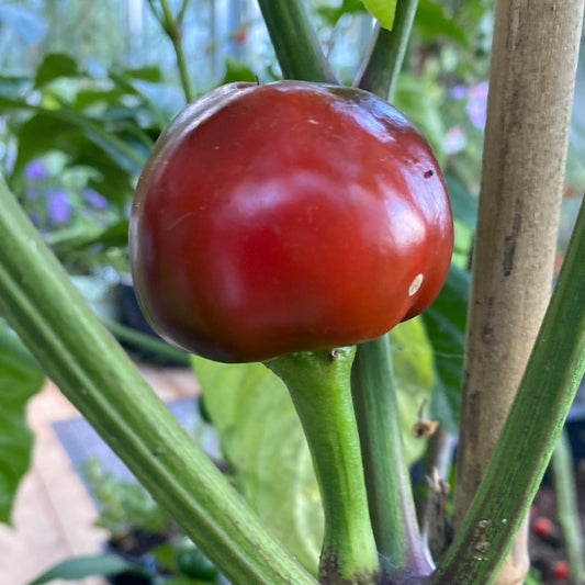 Hot tomato pepper chili