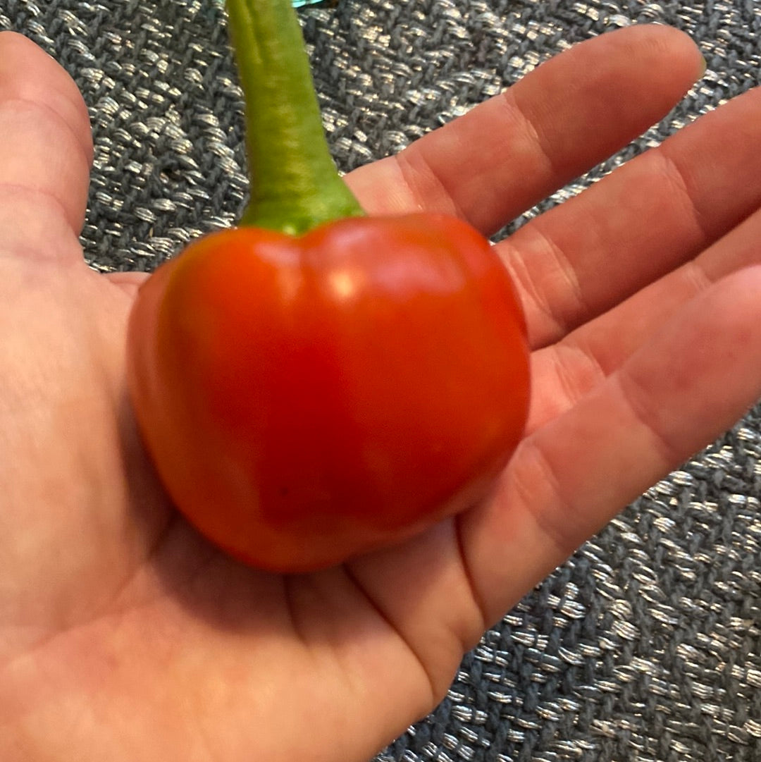 Hot tomato pepper chili